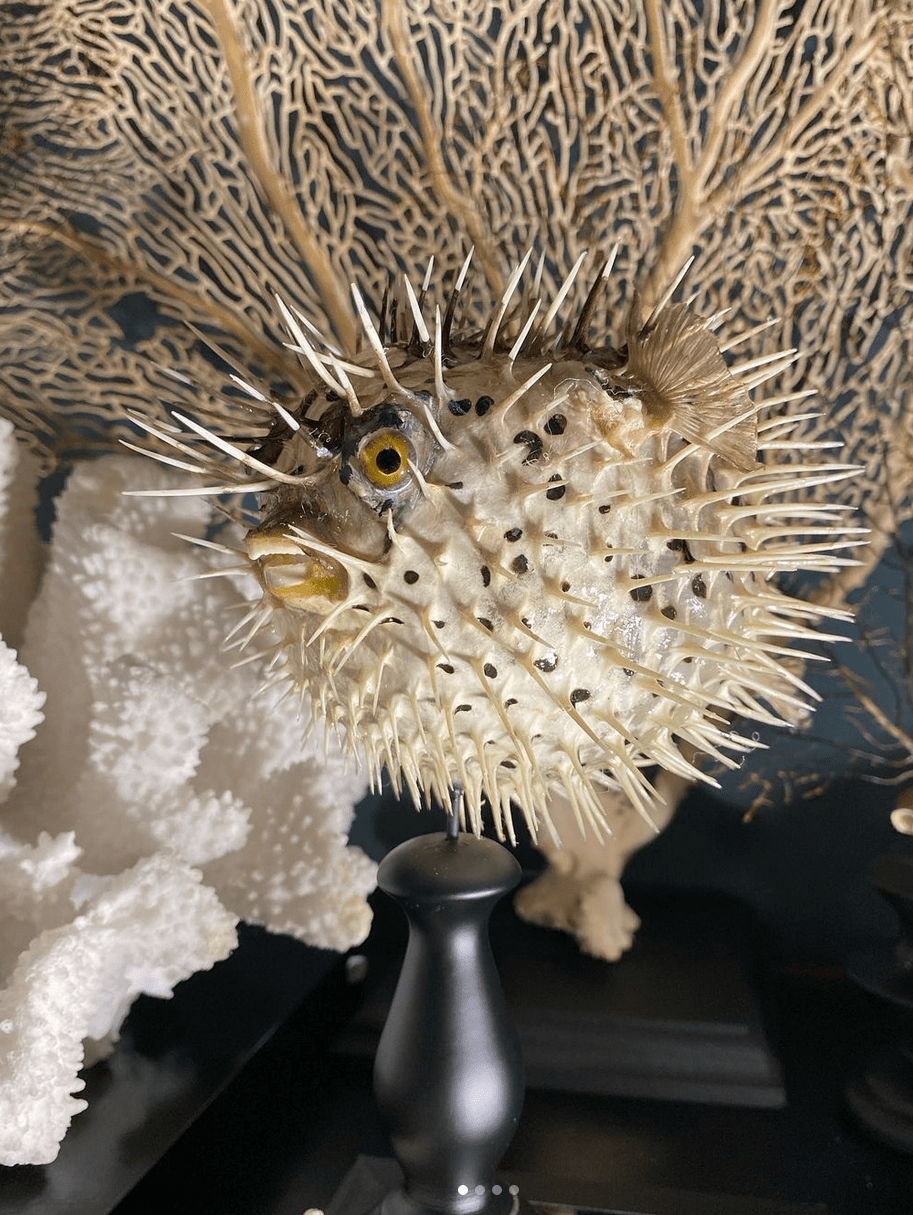 Sphère de corail blanc fossile